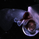 Illustration for article titled Acid in Our Oceans Threatens the Beautiful Sea Butterfly